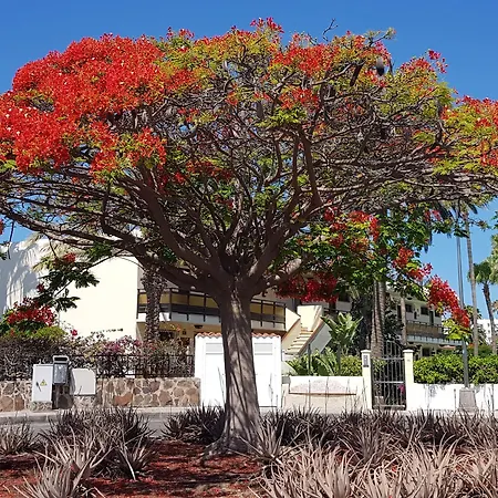 Alsol Nogal- Adults Only פלאייה דל אינגלז