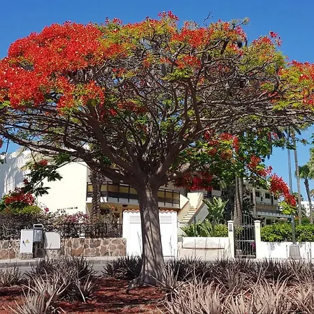 Alsol Nogal- Adults Only דירה